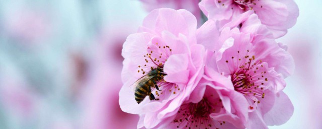 春天不愧为万物复苏的季节(春天真是一个万物复苏的季节)
