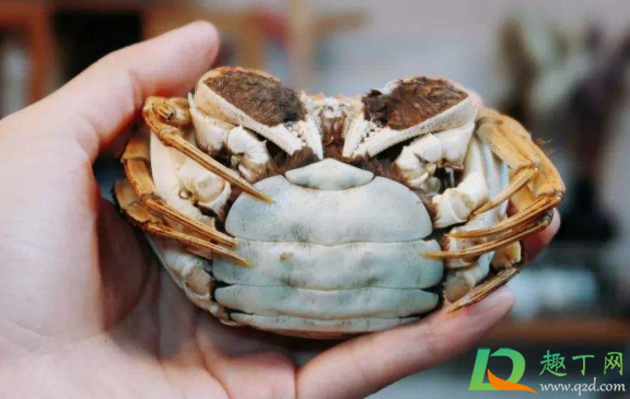 螃蟹是选大个买吗(螃蟹买大的还是小的划算) 螃蟹是选大个买吗(螃蟹买大的还是小的划算)