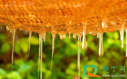 怎么判断是不是野生蜂蜜(野生的蜂蜜如何判断)