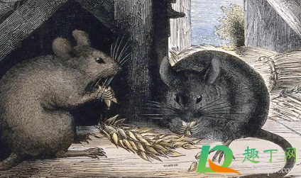 老鼠吃过的东西加热后吃了有没有事(无意中吃了老鼠吃过的东西加热)