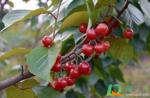 樱桃树很难种活吗(现在种樱桃树成活率会不会活)