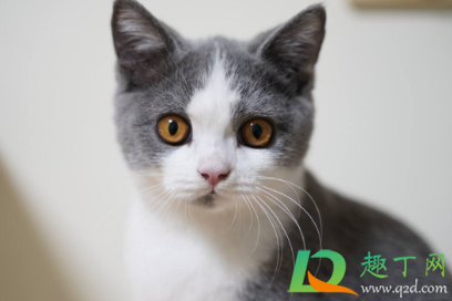 猫咪吃坏东西呕吐怎么办(猫猫吃坏了呕吐怎么办)