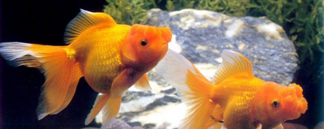 养的金鱼为什么身体变黑了(家养金鱼身体发黑)