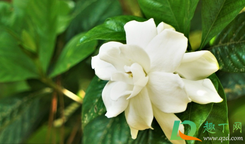 非洲茉莉晒太阳不(非洲茉莉阳光直晒可以吗?)