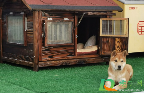 有狗证突然变禁养犬咋办(禁犬怎么办狗证) 有狗证突然变禁养犬咋办(禁犬怎么办狗证)