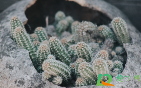 多肉发的小苗怎么浇水好(刚栽的小多肉怎么浇水) 多肉发的小苗怎么浇水好(刚栽的小多肉怎么浇水)