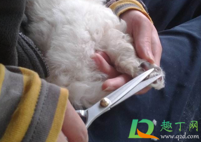 狗子剪指甲剪流血了怎么办(给狗狗剪指甲不小心剪流血了怎么办) 狗子剪指甲剪流血了怎么办(给狗狗剪指甲不小心剪流血了怎么办)