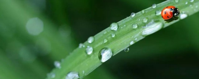 古诗词翻译(古诗词翻译成英文)