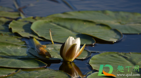 睡莲缸水发黑变臭是怎么回事(鱼缸睡莲叶子发黑腐烂)