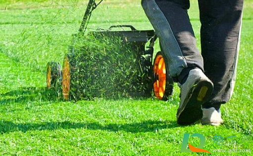 草坪的杂草用什么药水好(绿化草坪用什么除杂草药) 草坪的杂草用什么药水好(绿化草坪用什么除杂草药)