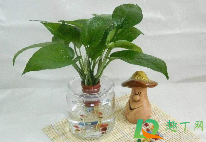 水培绿萝叶子发黄怎么办(水培绿萝叶子发黄怎么办mx5) 水培绿萝叶子发黄怎么办(水培绿萝叶子发黄怎么办mx5)