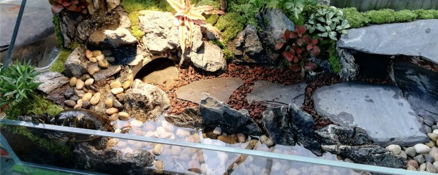 乌龟缸加热棒用多少瓦的好(乌龟缸加热棒加热温度)