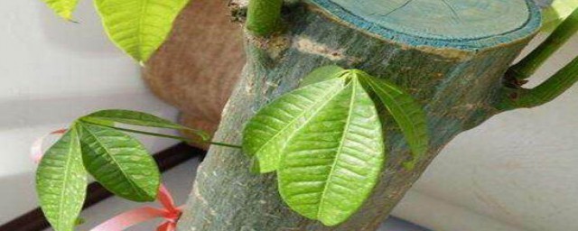 大发财树的修剪方法(大发财树的修剪方法和注意事项)