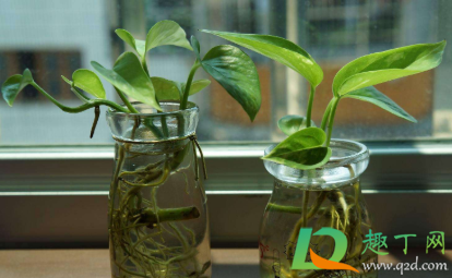 水培绿萝叶子发黄怎么办(水培绿萝叶子发黄怎么办mx5) 水培绿萝叶子发黄怎么办(水培绿萝叶子发黄怎么办mx5)