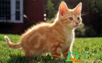 猫咪绝育一周不吃东西怎么办(猫咪绝育当天不吃东西)