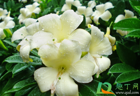 非洲茉莉零下能活吗(非洲茉莉可以过冬吗)