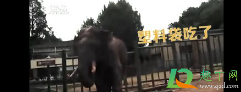 大象误食游客投喂的塑料袋要紧吗(动物园回应游客喂大象塑料袋)