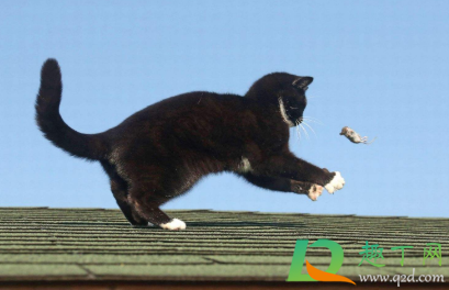 衣服被老鼠咬了还能穿不(被老鼠咬过的衣服能穿吗?)