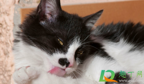 新来的小猫尿在床上怎么办(小猫尿床上怎么回事)