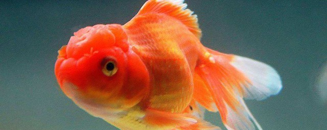 这5种鱼很受欢迎(几种常见的鱼)