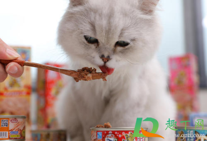 猫除了猫罐头什么都不吃怎么办(猫不吃东西罐头也不吃)