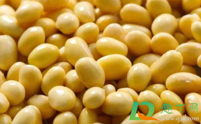 豆浆没煮熟会中毒吗(豆浆煮不熟喝了会中毒吗)