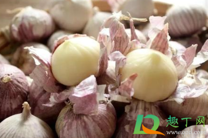 紫皮蒜和白皮蒜哪个好(紫皮蒜好还是白皮蒜好)