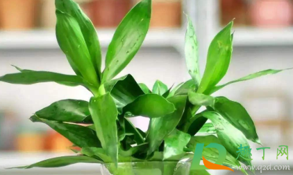 富贵竹叶子发黄怎么救土养(富贵竹叶子发黄该怎么办)