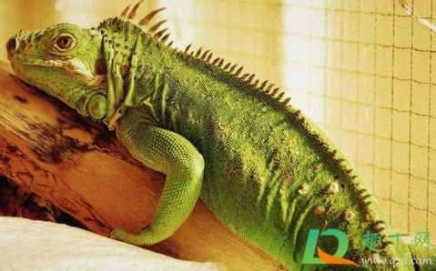 女生一个人独居养什么宠物好(独身女人养什么宠物好)