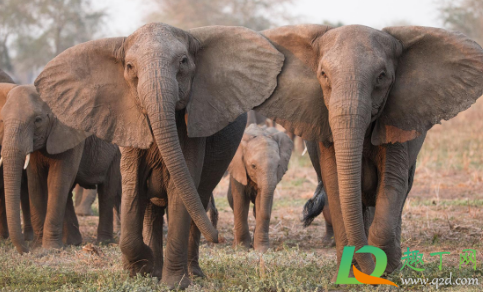 大象误食游客投喂的塑料袋要紧吗(动物园回应游客喂大象塑料袋)