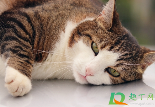 猫为什么突然尿被子(猫突然尿被子上)