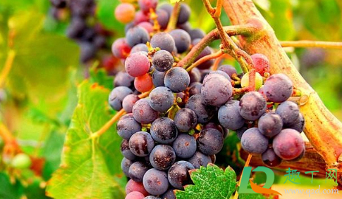 葡萄果梗发黄是怎么回事(葡萄果发黄什么原因) 葡萄果梗发黄是怎么回事(葡萄果发黄什么原因)