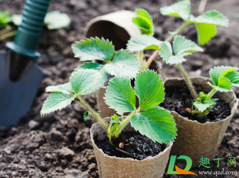 草莓苗是不是每年都要重新栽(草莓苗每年都种新的那)