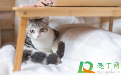 猫咪绝育一周不吃东西怎么办(猫咪绝育当天不吃东西)