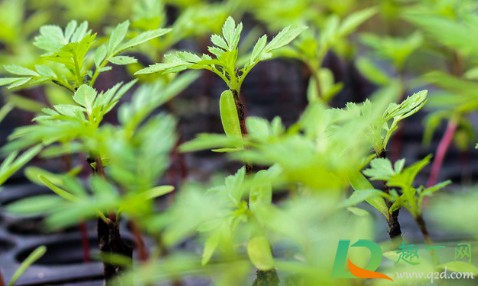 甘蔗幼苗叶片黄是怎么回事(甘蔗苗期发黄是什么原因)