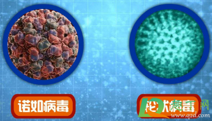 诺如病毒是什么病(诺如病毒是什么原因引起的) 诺如病毒是什么病(诺如病毒是什么原因引起的)