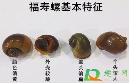福寿螺到底能不能吃(福寿螺到底能不能吃图片) 福寿螺到底能不能吃(福寿螺到底能不能吃图片)