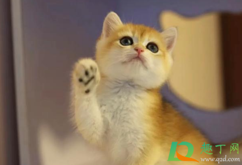 女生一个人独居养什么宠物好(独身女人养什么宠物好)