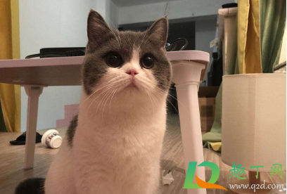 猫咪吃坏东西呕吐怎么办(猫猫吃坏了呕吐怎么办)