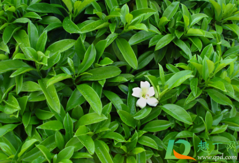 非洲茉莉零下能活吗(非洲茉莉可以过冬吗)