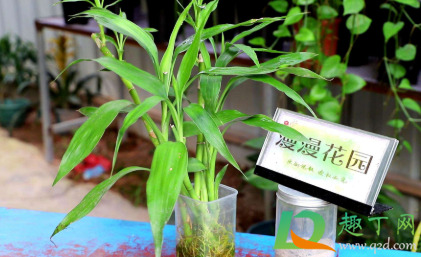 富贵竹叶子发黄怎么救土养(富贵竹叶子发黄该怎么办)