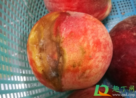 烂桃子做肥料养花可以吗(烂果子可以直接用做花肥吗)