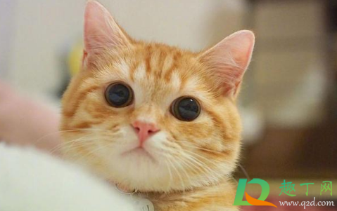 喜欢养猫的女人好追吗(喜欢猫的女人好追求吗) 喜欢养猫的女人好追吗(喜欢猫的女人好追求吗)