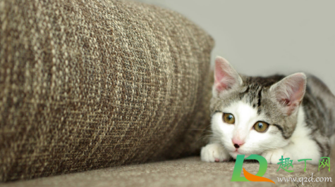 猫咪尿床打他有用吗(猫咪尿床了,打它,他知道咋回事吗) 猫咪尿床打他有用吗(猫咪尿床了,打它,他知道咋回事吗)