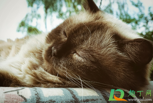 被子上有猫尿柠檬可以去味吗(被子上的猫尿怎么去味) 被子上有猫尿柠檬可以去味吗(被子上的猫尿怎么去味)