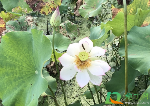 睡莲叶片不能长出水面吗(睡莲长出叶子要泡水里吗)