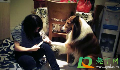 狗子剪指甲剪流血了怎么办(给狗狗剪指甲不小心剪流血了怎么办) 狗子剪指甲剪流血了怎么办(给狗狗剪指甲不小心剪流血了怎么办)