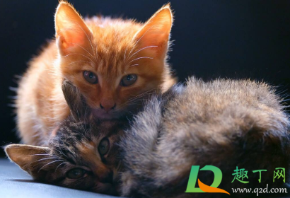 猫咪吃坏东西呕吐怎么办(猫猫吃坏了呕吐怎么办)