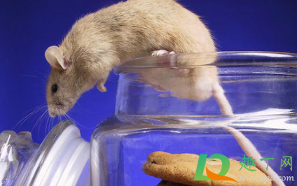 大米进了老鼠可以吃吗(老鼠跑大米里面大米能吃吗) 大米进了老鼠可以吃吗(老鼠跑大米里面大米能吃吗)