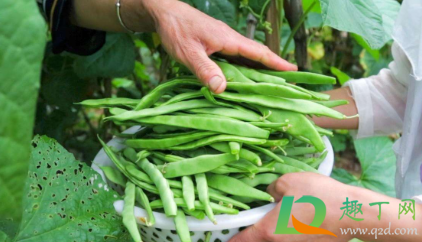 四季豆没煮熟是什么毒(四季豆煮不熟是不是有毒) 四季豆没煮熟是什么毒(四季豆煮不熟是不是有毒)